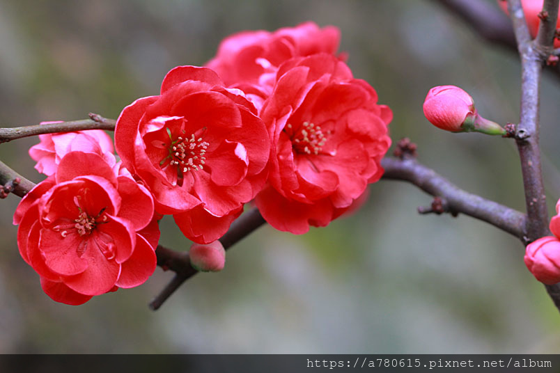 寒梅木瓜花 Alice的天空 痞客邦
