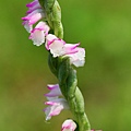 IMG_4360.jpg