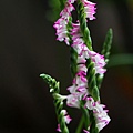 IMG_5533.jpg