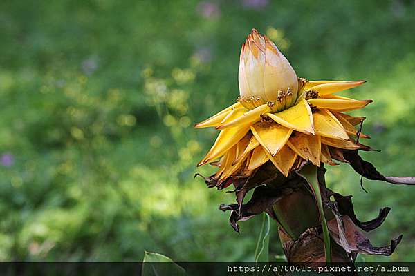 傳說的天下第一奇花 地湧金蓮 Alice的天空 痞客邦