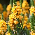 IMG_1081.JPG