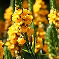 IMG_1096.JPG