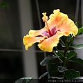 IMG_1373.JPG