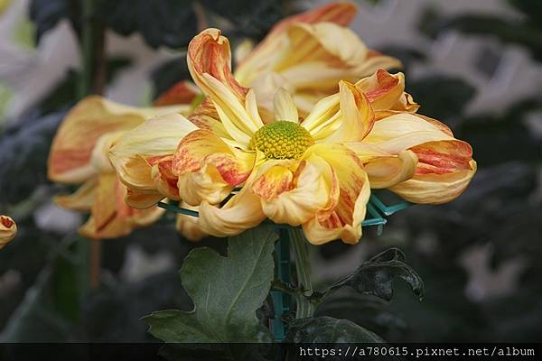 菊花- IMG_9072.JPG－所有相簿｜痞客邦