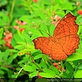 IMG_4050.JPG