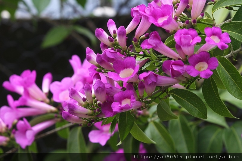 IMG_2578.JPG IMG_2578.JPG