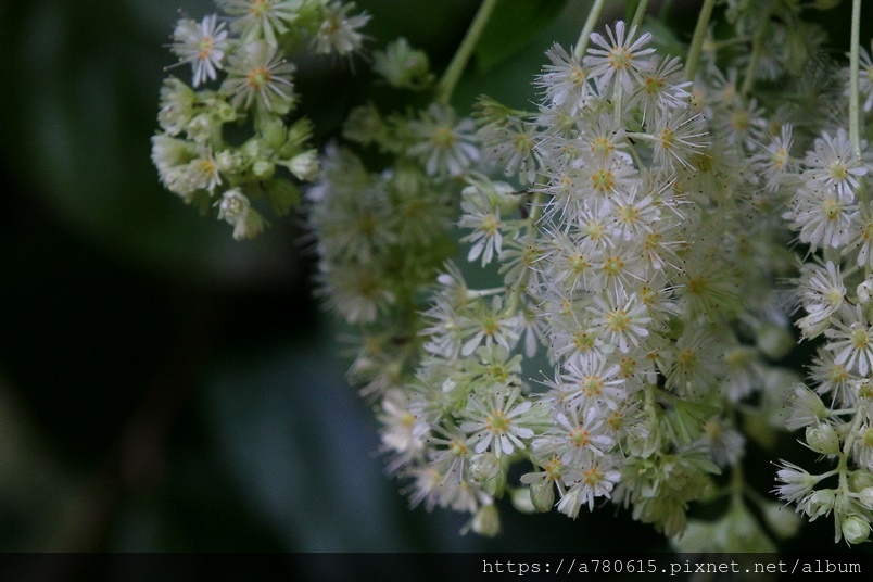 IMG_2726.JPG IMG_2726.JPG