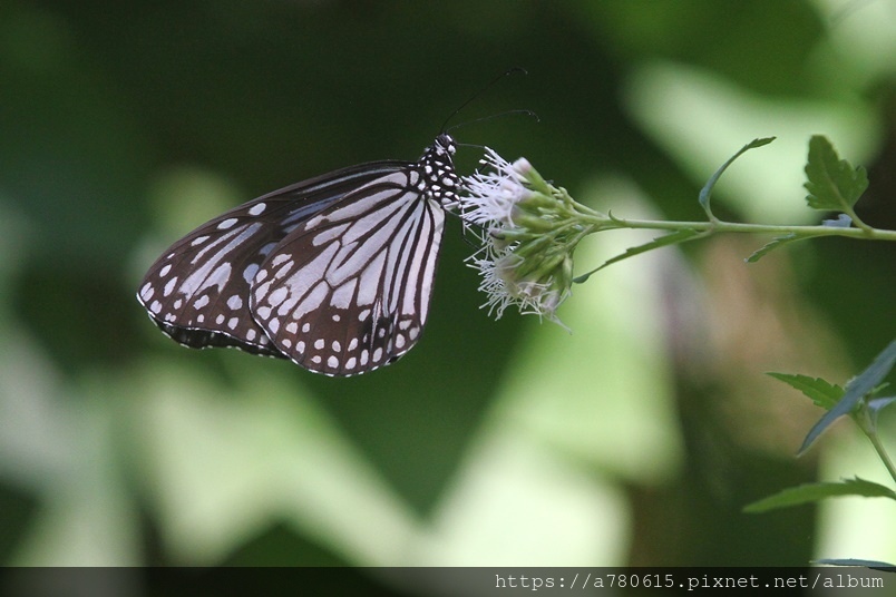 IMG_2752.JPG IMG_2752.JPG