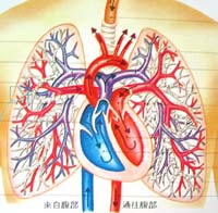 respiratorysys.jpg respiratorysys.jpg