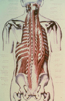 01anatomy_5_pic01.jpg