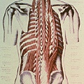 01anatomy_5_pic01.jpg