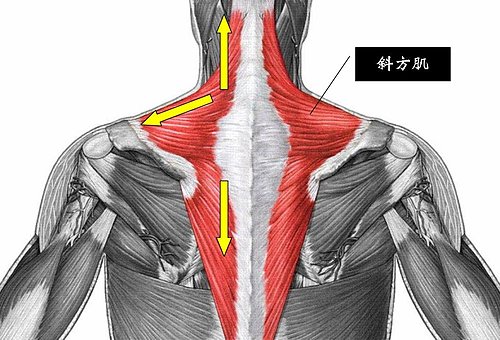 頸部酸痛僵硬的原因與治療 三峽建興堂整復所部落格 人體保健交流網 痞客邦 頸部酸痛僵硬的原因與治療 三峽建興堂整復所部落格 人體保健交流網 痞客邦