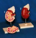 kidneys.jpg kidneys.jpg
