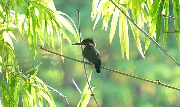 鳥松濕地翠鳥1.JPG