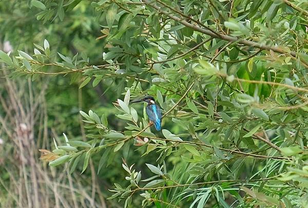 鳥松濕地翠鳥 (2).JPG