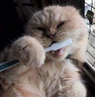 CLEAN TEETH CAT.jpg