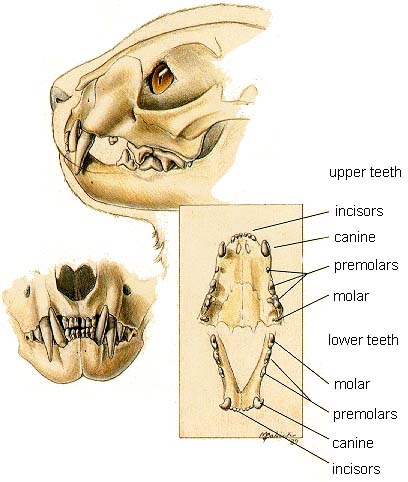 cat_teeth.jpg