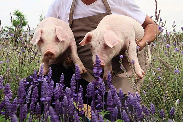 【圖說：香草豬以天然香草、零用藥飼育，提升肉質保水度與風味，本次攜手同樣注重環境友善的石虎米推春節限定組合，期以天然嚴選食材，讓團圓飯吃得更安心、圍爐氛圍更美滿