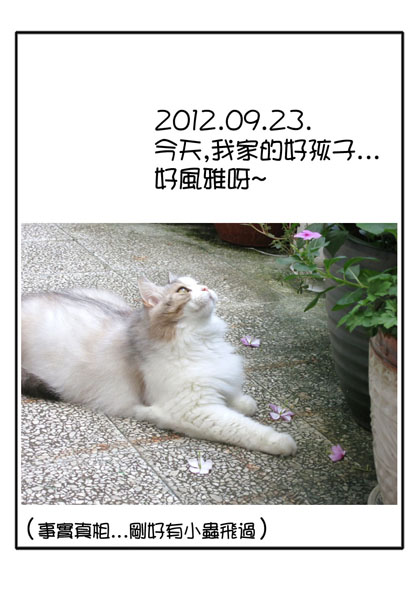 20120923毛賞花