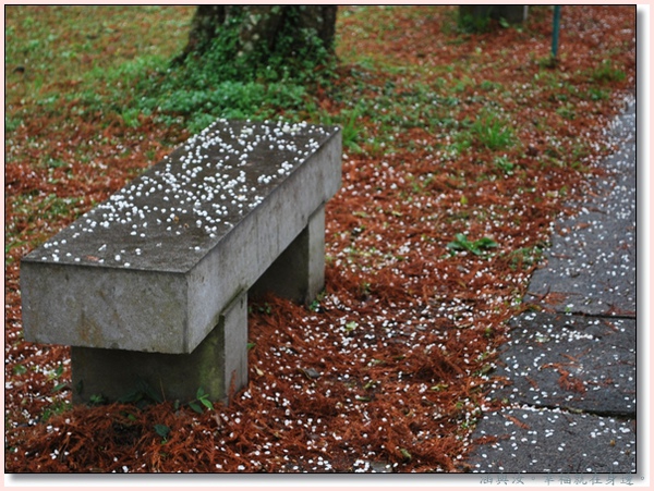 雨天梅花瓣落.jpg