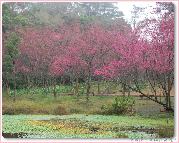 櫻花生態林.jpg