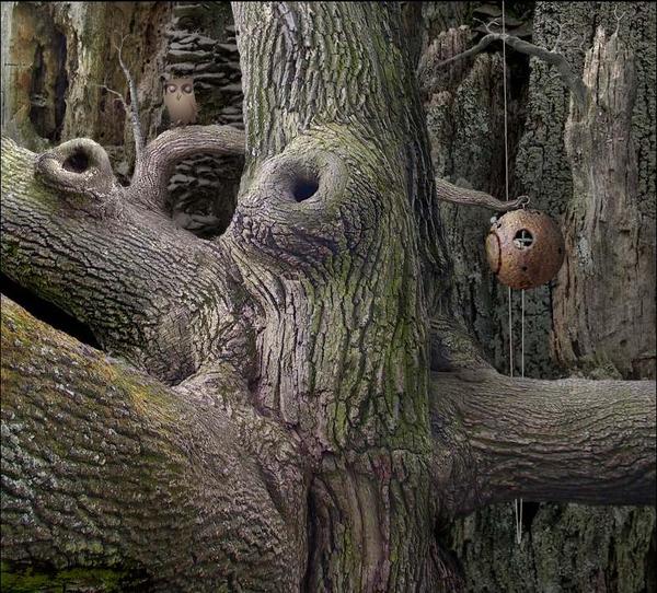 SAMOROST