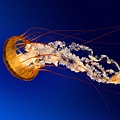 Jellyfish.jpg