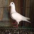 2014年純南部白雪種公鴿出讓