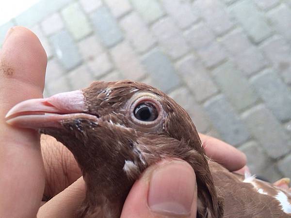 2014年 慕利門火鳳凰 幼鴿出讓（1）