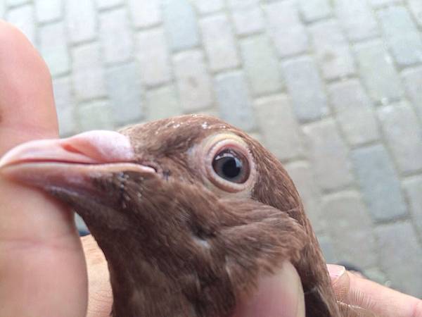 2014年 慕利門火鳳凰 幼鴿出讓（3）