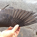 2009年黑西翁優質種公鴿出售（2）