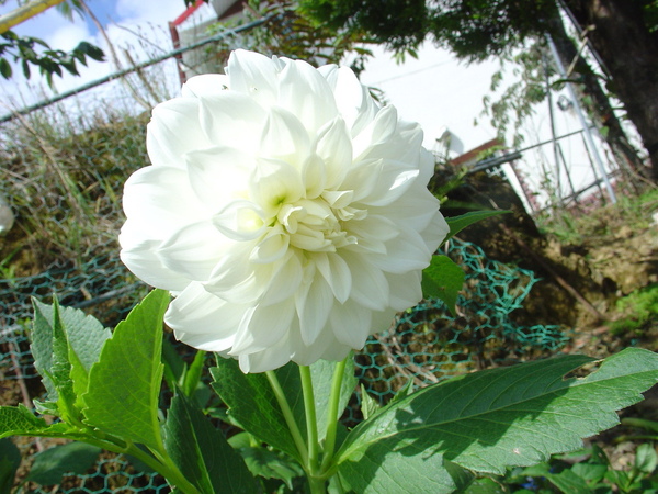 叮噹拍花沒話說