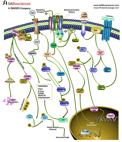 CDK5pathway680.gif