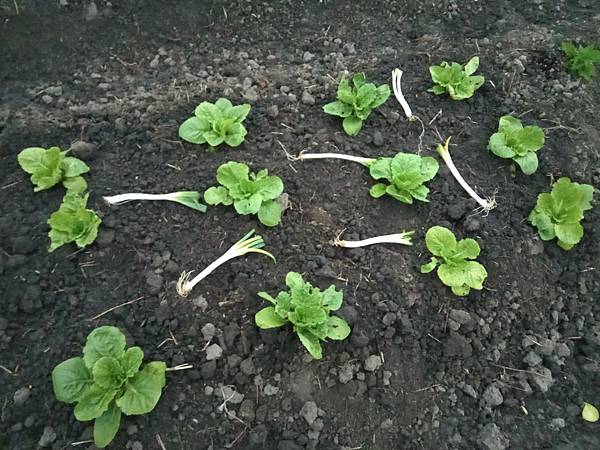 IMG_20170326_181949_HHT.jpg IMG_20170326_181949_HHT.jpg