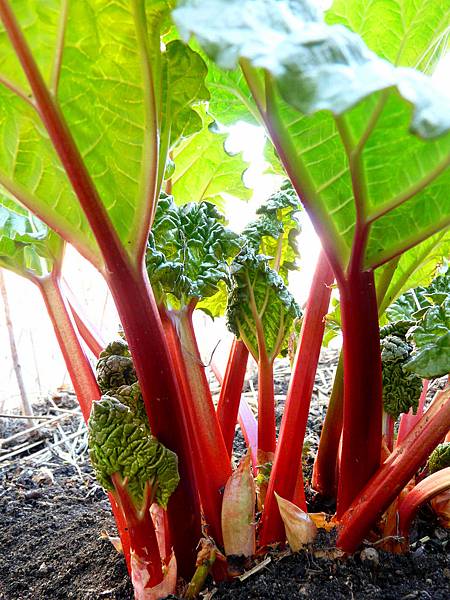 rhubarb2