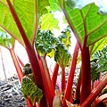 rhubarb2