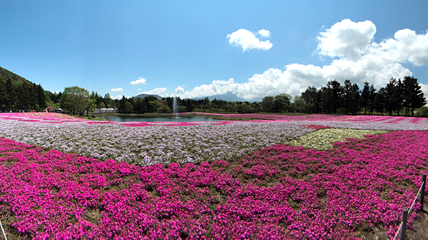 富士山芝櫻季