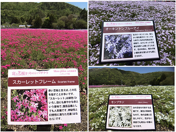 富士山芝櫻季