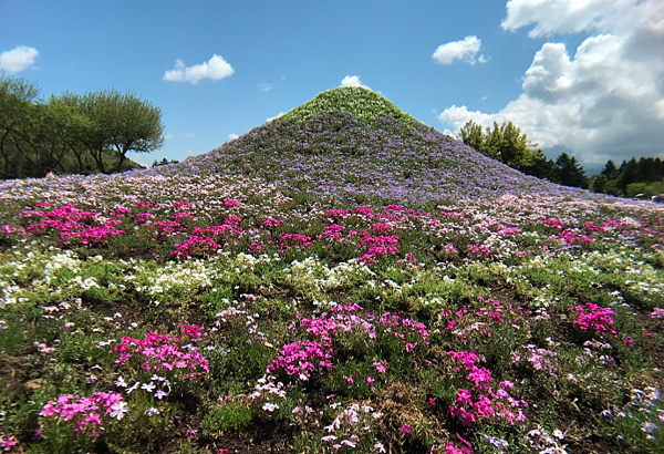 富士山芝櫻季