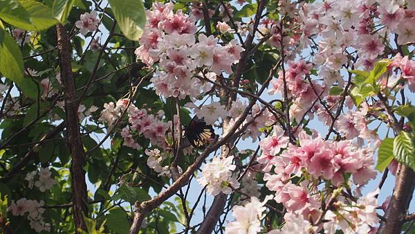 P4080602.JPG P4080602.JPG