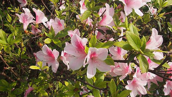 P4080614.JPG P4080614.JPG