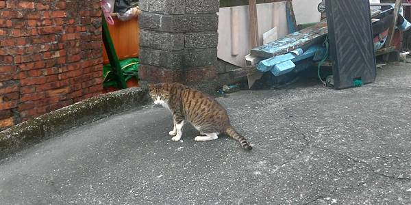 14.1貓.jpg 14.1貓.jpg