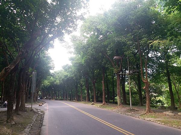 羅東運動公園 落羽松 羅東運動公園 落羽松