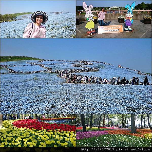 日本 關東自由行 3 東京藍花海 茨城縣日立海濱公園 粉蝶花 Emily黎的自由天空 痞客邦