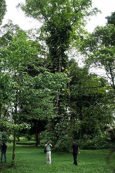 Limbe 植物園.jpg