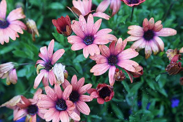 IMG_6661.JPG IMG_6661.JPG