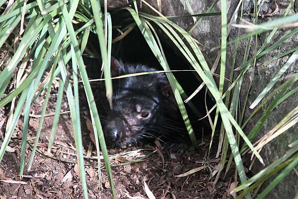 南澳 塔斯馬尼亞tasmania 奇特動物 袋獾 Devil惡魔 袋熊 Wombat 壹夜輸旅遊攝影 攝影記了光影留了時間在繽紛雜沓中專注當下時空無窮走過路過都是風景留下來的才是人生 南澳 塔斯馬尼亞tasmania 奇特動物 袋獾 Devil惡魔 袋熊 Wombat 壹夜輸旅遊攝影 攝影記了光影留了時間在繽紛雜沓中專注當下時空無窮走過路過都是風景留下來的才是人生