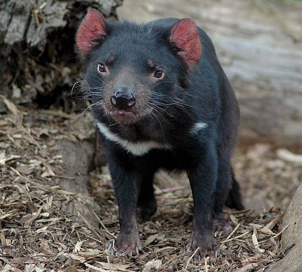 Young_tasmanian_devil.jpg