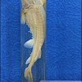 IMG_7553.jpg