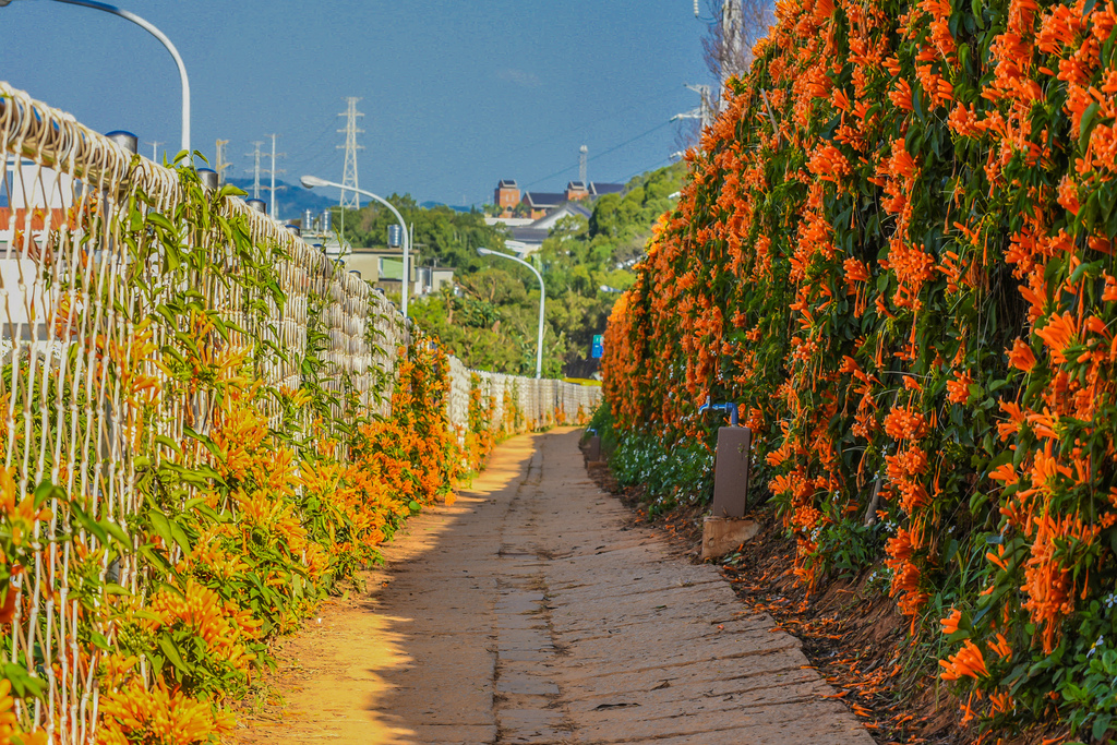 炮仗花